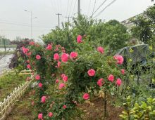 三晟&middot;壹号院位于临澧城央，是品质项目。由湖南三晟置业打造，占地广，容积低，户数多。户型 97 - 138㎡，多送一房，品质豪宅，值得选择。