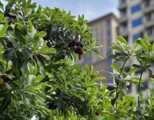 汉寿诚信华府，占地约 86.7 亩，建面约 20 万平米。有多种户型，报价合理，首付 7 万可买现房。位于医院北侧，周边配套全，集教育医疗，是温馨家园。