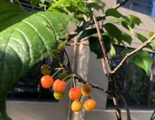 金穗院二期：收尾进行，打造优越住宅环境